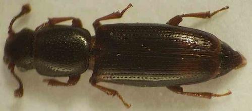 Réf. 37 930 : Rhizophagus bipustulatus