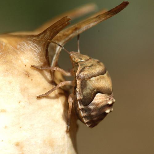 Réf. 37 736 : Ventocoris rusticus