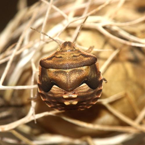 Réf. 37 737 : Ventocoris rusticus