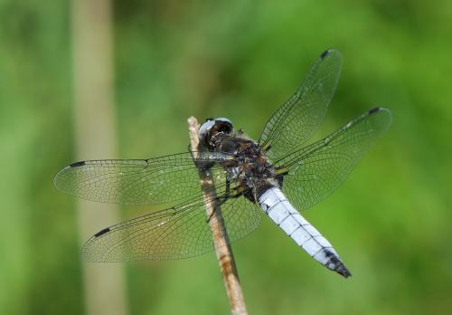 Réf. 37 594 : Libellula fulva