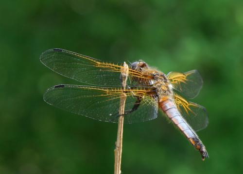Réf. 37 595 : Libellula fulva