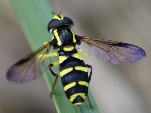 Réf. 37 882 : Philhelius sp.