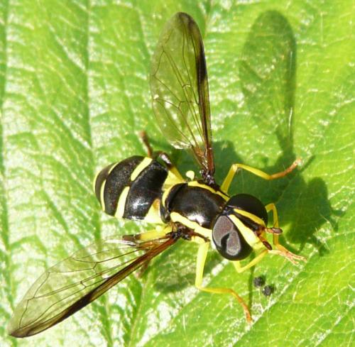 Philhelius sp.
