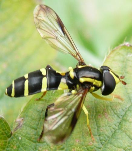 Philhelius sp.