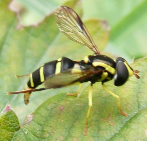 Philhelius sp.