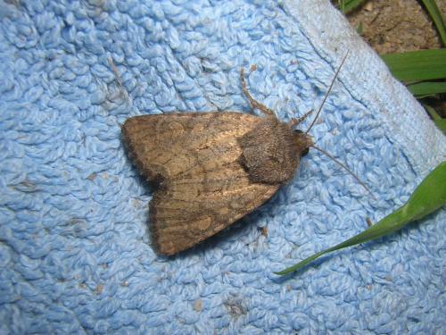 Réf. 37 936 : Luperina testacea