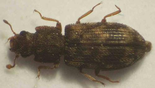 Synchita sp.