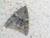 37635 – Photo : Franck Buron – France (49)