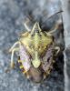 37715 – Photo : Fred Chevaillot – France (05)