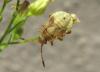 37651 – Photo : Normand Mlaure – France (34)