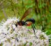 37317 – Photo : Patrick Straub – France (68)
