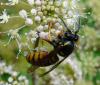 37431 – Photo : Patrick Straub – France (68)