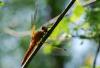37577 – Photo : Antoine Guibentif – France (74)