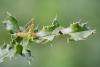 37038 – Photo : Pierre Duhem – France (24)