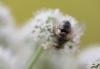 37982 – Photo : Pierre Duhem – France (24)