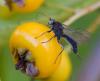 37934 – Photo : Pierre Duhem – France (75)