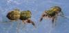 37730 – Photo : Didier Petot – France (91)