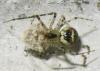37071 – Photo : Didier Petot – France (86)