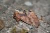 37582 – Photo : Nicolas Tobak – France (61)