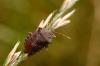 37632 – Photo : basc – France (20)
