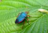 37036 – Photo : paride dioli – Costa Rica