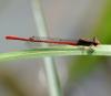 37692 – Photo : FATON Jean-Michel – France (26)