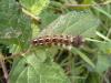 37862 – Photo : Sophie Leguil – Belgique