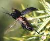 37701 – Photo : Vincent Derreumaux – France (84)