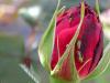 37257 – Photo : Douar Nevez – France (94)