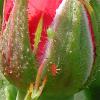 37268 – Photo : Douar Nevez – France (94)
