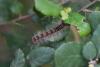 37417 – Photo : taeniatus – France (83)