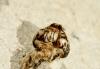37639 – Photo : Serge Wambeke – France (13)