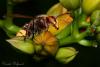 37382 – Photo : David Defoort – France (33)