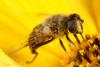37447 – Photo : David Defoort – France (33)