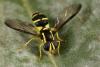 37420 – Photo : David Defoort – France (33)