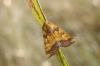 37885 – Photo : David Demerges – France (09)
