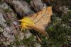 37954 – Photo : Samuel DUCEPT – France (86)