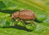 37377 – Photo : Philippe Moniotte – Belgique