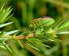 37538 – Photo : Magalie Mazuy – France (25)