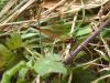 37866 – Photo : David Guedon – France (76)