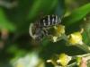 37914 – Photo : David Guedon – France (76)