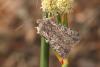 37855 – Photo : Daniel Morel – France (13)