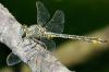 37009 – Photo : FATON Jean-Michel – France (26)