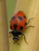 37977 – Photo : Edith Konik – France (32)