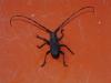 Morimus asper