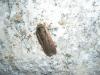 37434 – Photo : Denis Vandromme – France (36)