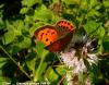 Lycaena phlaeas