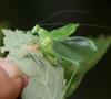 Phaneroptera nana