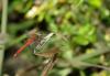 37898 – Photo : Michel Renou – France (91)