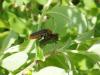 37540 – Photo : Blanc Mickael – France (74)